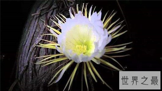 世界上最贵的10种鲜花,斯里兰卡仙人掌花有市无价