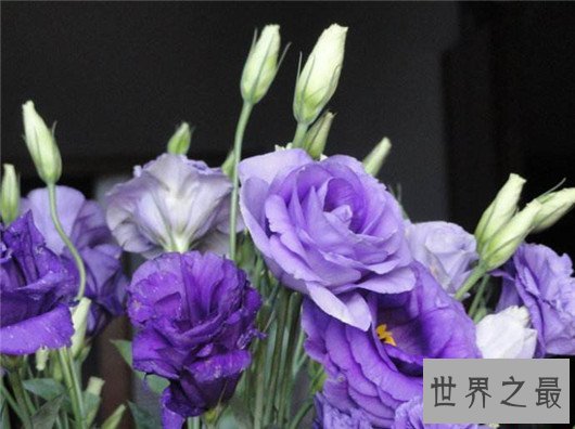 世界上最贵的10种鲜花,斯里兰卡仙人掌花有市无价