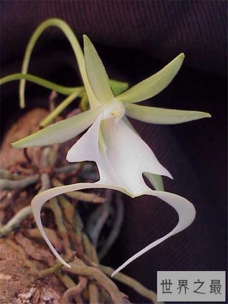 世界上最贵的10种鲜花,斯里兰卡仙人掌花有市无价