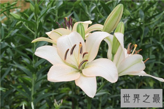 世界上最贵的10种鲜花,斯里兰卡仙人掌花有市无价