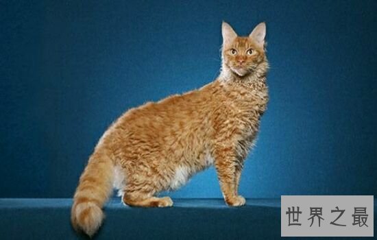 世界上最贵的猫排行榜,价格高到超乎你想象。