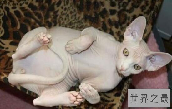 世界上最贵的猫排行榜,价格高到超乎你想象。