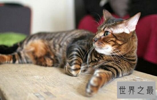 世界上最贵的猫排行榜,价格高到超乎你想象。
