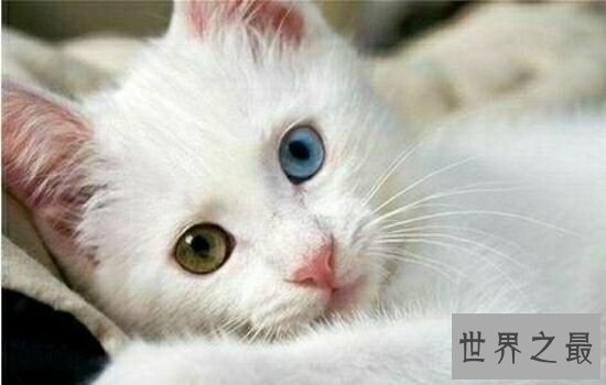世界上最贵的猫排行榜,价格高到超乎你想象。
