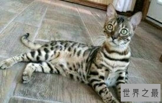 世界上最贵的猫排行榜,价格高到超乎你想象。