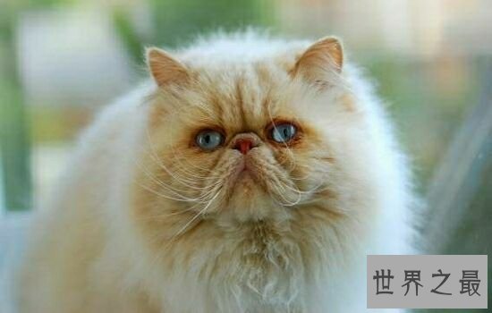 世界上最贵的猫排行榜,价格高到超乎你想象。