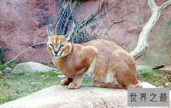 世界上最贵的猫排行榜,价格高到超乎你想象。