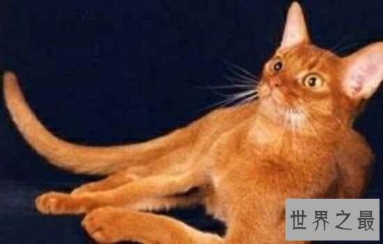 世界上最贵的猫排行榜,价格高到超乎你想象。