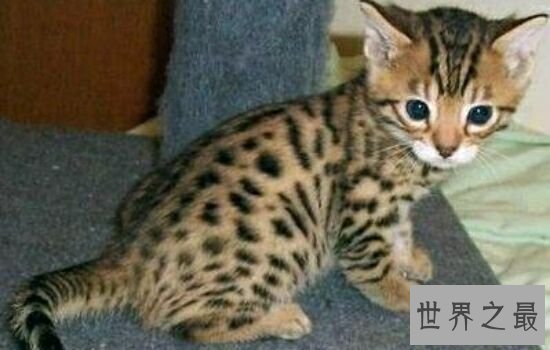 世界上最贵的猫排行榜,价格高到超乎你想象。