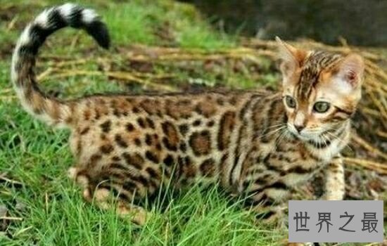 世界上最贵的猫排行榜,价格高到超乎你想象。