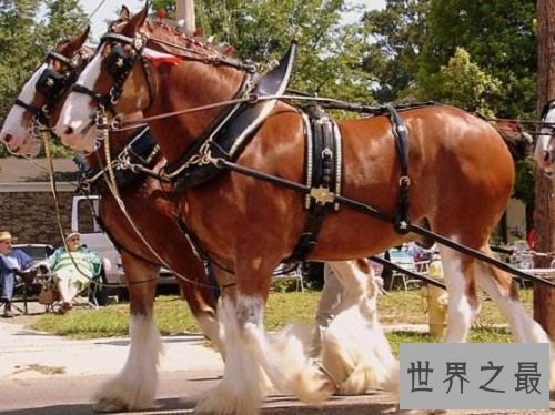 世界上最贵的马品种大盘点,你认识哪几个品种?
