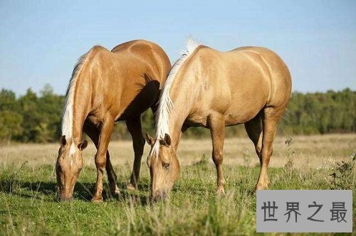 世界上最贵的马品种大盘点,你认识哪几个品种?