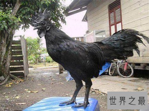 世界上最贵的鸡是金属鸡,一直可达八十万美元