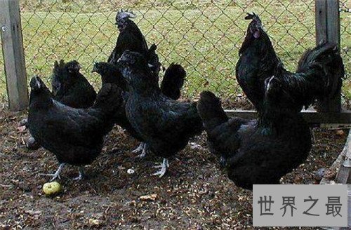 世界上最贵的鸡是金属鸡,一直可达八十万美元