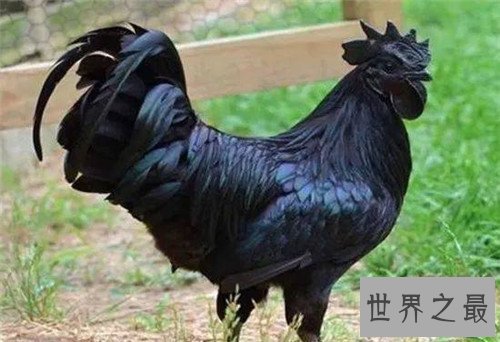 世界上最贵的鸡是金属鸡,一直可达八十万美元