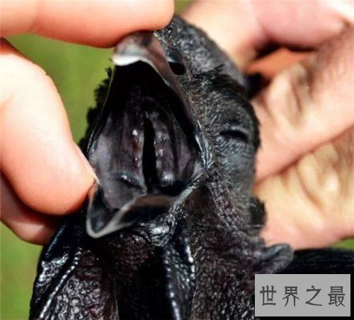 世界上最贵的鸡是金属鸡,一直可达八十万美元