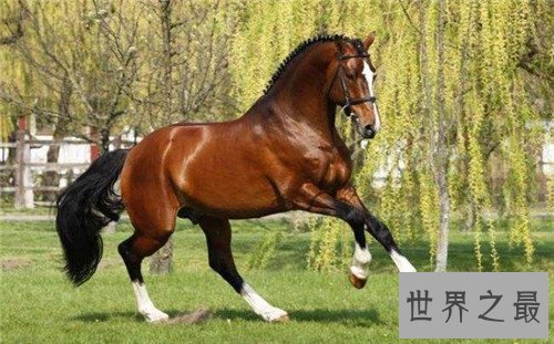 世界上最贵的马,不敢想象一匹马的价格竟然上亿元