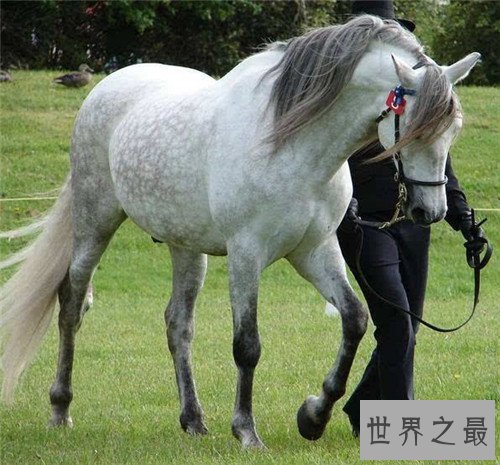世界上最贵的马,不敢想象一匹马的价格竟然上亿元