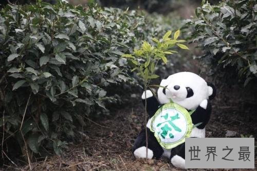 世界上最贵的茶,天价茶叶啊!