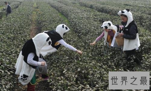 世界上最贵的茶,天价茶叶啊!