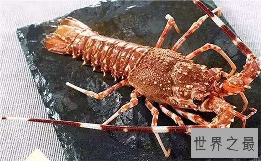 世界上最贵的龙虾,澳洲龙虾上榜(近千元一斤)