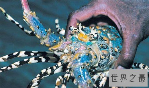 世界上最贵的龙虾,澳洲龙虾上榜(近千元一斤)