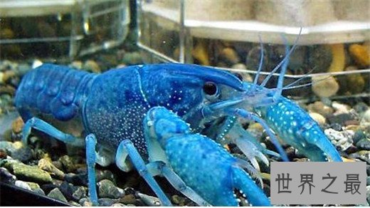 世界上最贵的龙虾,澳洲龙虾上榜(近千元一斤)