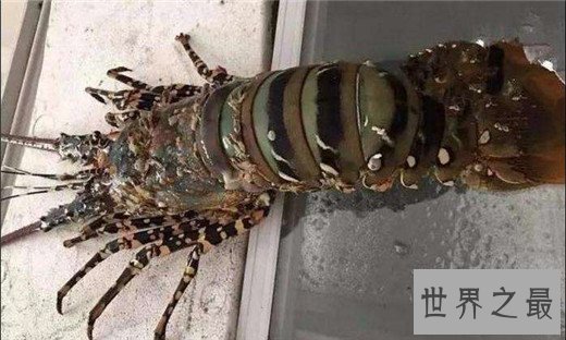 世界上最贵的龙虾,澳洲龙虾上榜(近千元一斤)
