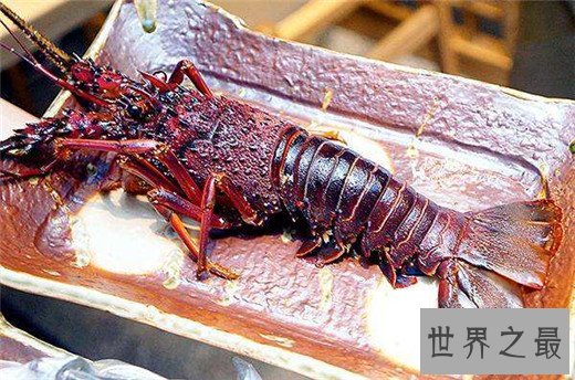 世界上最贵的龙虾,澳洲龙虾上榜(近千元一斤)