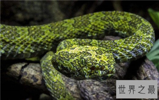 世界上最贵的毒蛇,中国莽山烙铁头(黑市价百万)