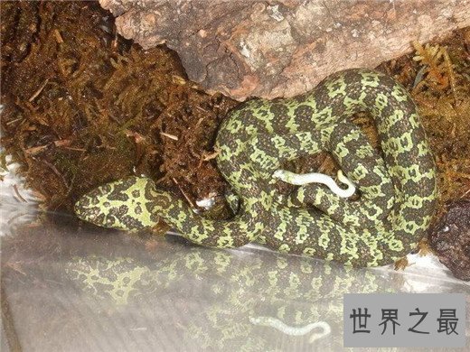 世界上最贵的毒蛇,中国莽山烙铁头(黑市价百万)