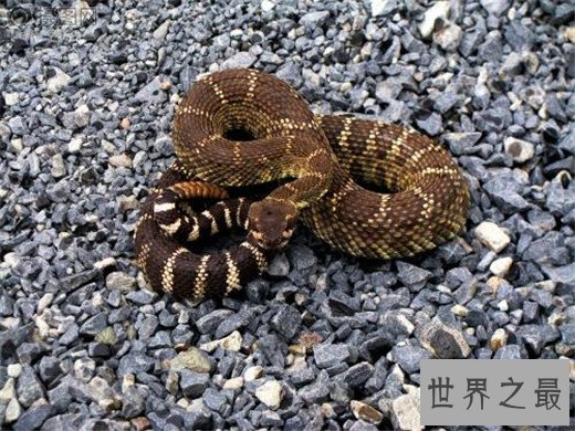世界上最贵的毒蛇,中国莽山烙铁头(黑市价百万)