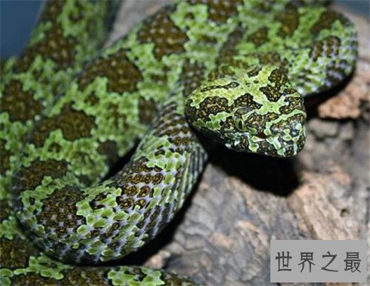 世界上最贵的毒蛇,中国莽山烙铁头(黑市价百万)