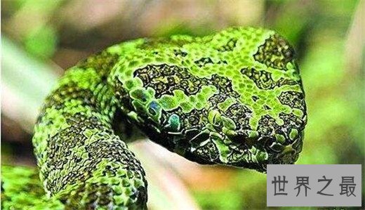 世界上最贵的毒蛇,中国莽山烙铁头(黑市价百万)