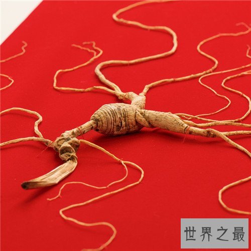 中国最贵的酒排行榜,让你明白啊什么是一分价钱一分货