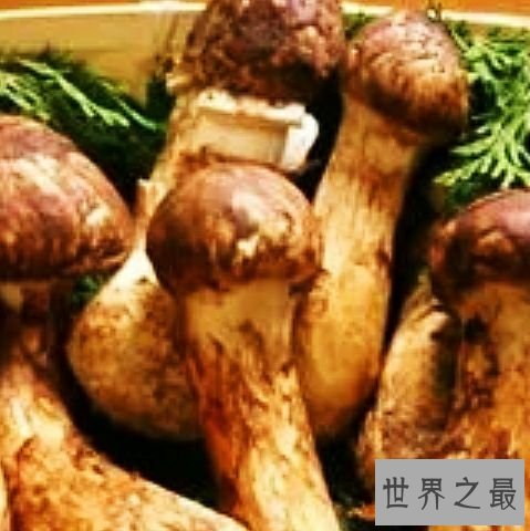 世界上最贵的十大食物,吃每个都像是在吃黄金。