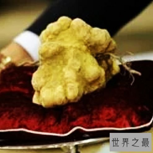 世界上最贵的十大食物,吃每个都像是在吃黄金。