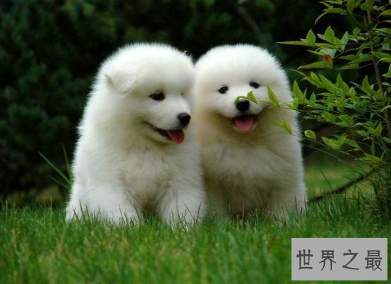 十大世界上最贵的狗大盘点,不是一般人可以买得起的!