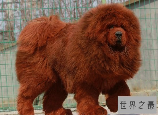 十大世界上最贵的狗大盘点,不是一般人可以买得起的!