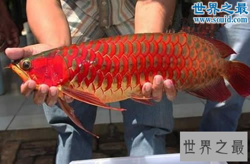 世界最贵的鱼是什么鱼,血红龙500万/金钱鳘300万
