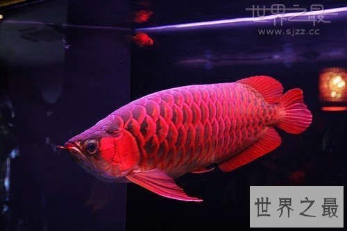 世界最贵的鱼是什么鱼,血红龙500万/金钱鳘300万