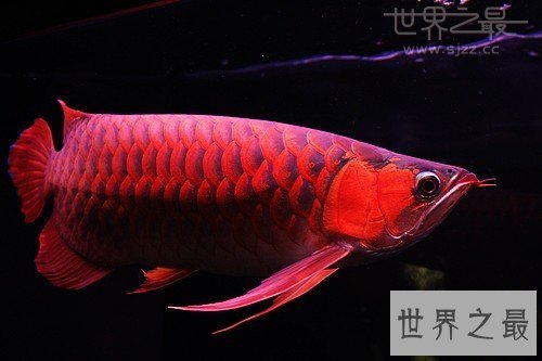 世界最贵的鱼是什么鱼,血红龙500万/金钱鳘300万