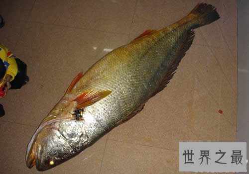 世界最贵的鱼是什么鱼,血红龙500万/金钱鳘300万