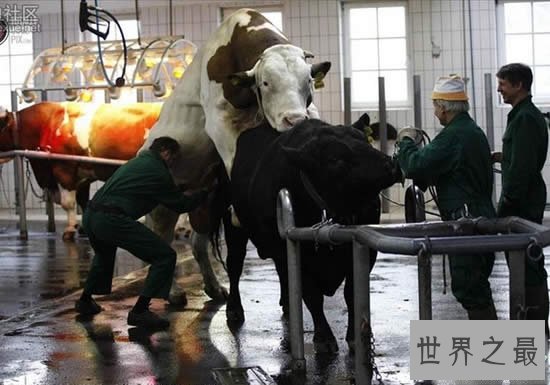 世界上最贵的精液,价值35万既然还被偷走