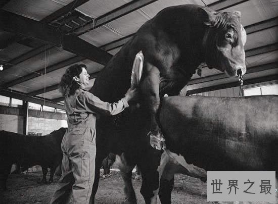 世界上最贵的精液,价值35万既然还被偷走