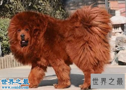 世界上最贵的10个动物,绿猴赛马价值1600万美元