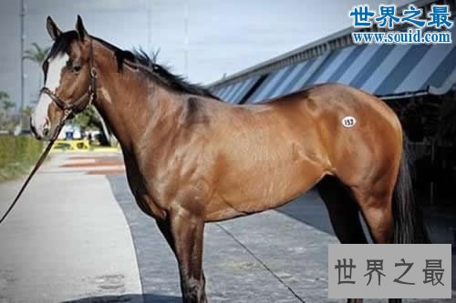 世界上最贵的10个动物,绿猴赛马价值1600万美元