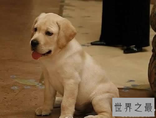 世界上最贵的10个动物,绿猴赛马价值1600万美元