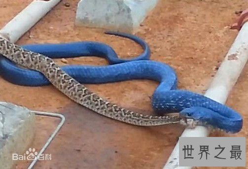 世界上最罕见最珍稀的蛇,蓝血蛇(售价高达300万)