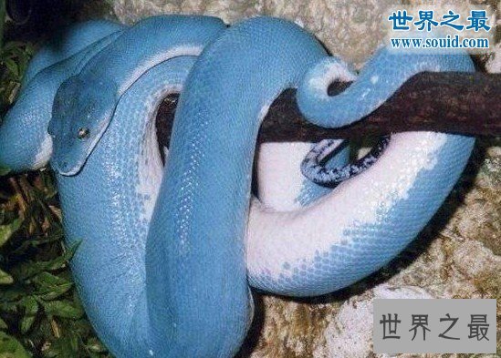 世界上最罕见最珍稀的蛇,蓝血蛇(售价高达300万)